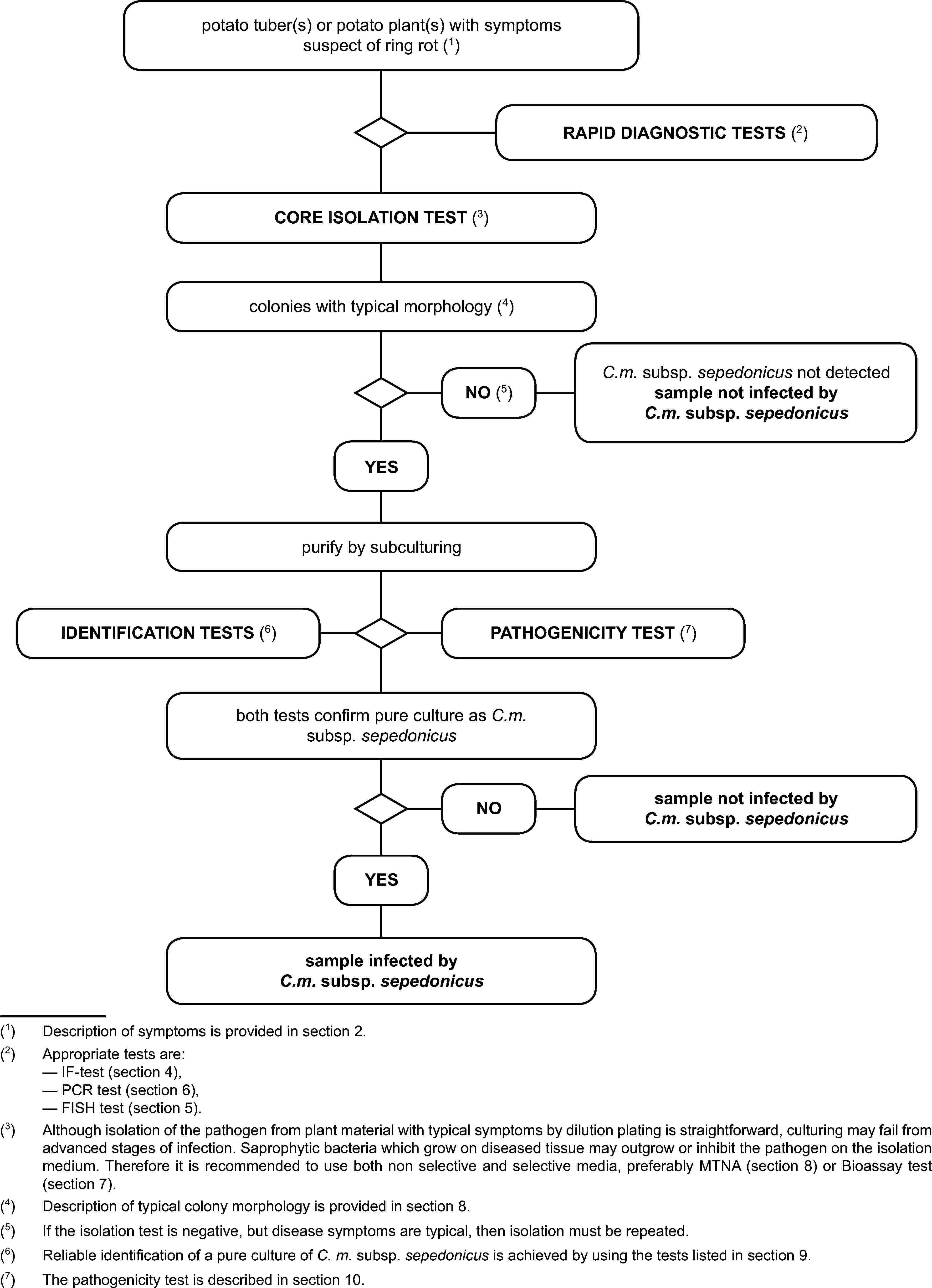 potato tuber(s) or potato plant(s) with symptomssuspect of ring rot (1)RAPID DIAGNOSTIC TESTS (2)CORE ISOLATION TEST (3)colonies with typical morphology (4)C.m. subsp. sepedonicus not detectedsample not infected byC.m. subsp. sepedonicusNO (5)YESpurify by subculturingIDENTIFICATION TESTS (6)PATHOGENICITY TEST (7)both tests confirm pure culture as C.m.subsp. sepedonicussample not infected byC.m. subsp. sepedonicusNOYESsample infected byC.m. subsp. sepedonicus(1)Description of symptoms is provided in section 2.(2)Appropriate tests are:IF-test (section 4),PCR test (section 6),FISH test (section 5).(3)Although isolation of the pathogen from plant material with typical symptoms by dilution plating is straightforward, culturing may fail from advanced stages of infection. Saprophytic bacteria which grow on diseased tissue may outgrow or inhibit the pathogen on the isolation medium. Therefore it is recommended to use both non selective and selective media, preferably MTNA (section 8) or Bioassay test (section 7).(4)Description of typical colony morphology is provided in section 8.(5)If the isolation test is negative, but disease symptoms are typical, then isolation must be repeated.(6)Reliable identification of a pure culture of C. m. subsp. sepedonicus is achieved by using the tests listed in section 9.(7)The pathogenicity test is described in section 10.