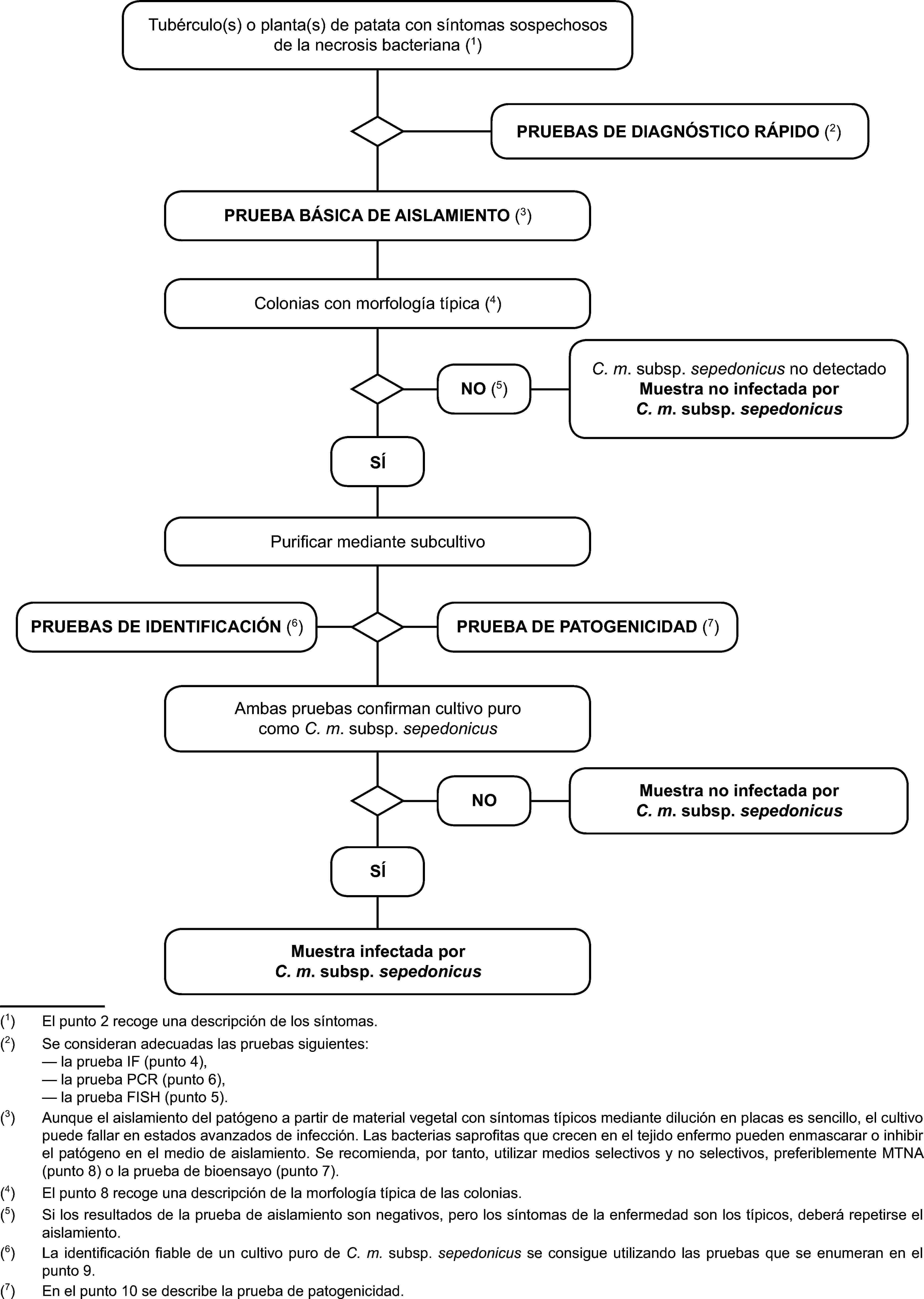 Tubérculo(s) o planta(s) de patata con síntomas sospechosos de la necrosis bacteriana (1)PRUEBAS DE DIAGNÓSTICO RÁPIDO (2)PRUEBA BÁSICA DE AISLAMIENTO (3)Colonias con morfología típica (4)C. m. subsp. sepedonicus no detectadoMuestra no infectada porC. m. subsp. sepedonicusNO (5)SÍPurificar mediante subcultivoPRUEBAS DE IDENTIFICACIÓN (6)PRUEBA DE PATOGENICIDAD (7)Ambas pruebas confirman cultivo purocomo C. m. subsp. sepedonicusMuestra no infectada porC. m. subsp. sepedonicusNOSÍMuestra infectada porC. m. subsp. sepedonicus(1)El punto 2 recoge una descripción de los síntomas.(2)Se consideran adecuadas las pruebas siguientes:la prueba IF (punto 4),la prueba PCR (punto 6),la prueba FISH (punto 5).(3)Aunque el aislamiento del patógeno a partir de material vegetal con síntomas típicos mediante dilución en placas es sencillo, el cultivo puede fallar en estados avanzados de infección. Las bacterias saprofitas que crecen en el tejido enfermo pueden enmascarar o inhibir el patógeno en el medio de aislamiento. Se recomienda, por tanto, utilizar medios selectivos y no selectivos, preferiblemente MTNA (punto 8) o la prueba de bioensayo (punto 7).(4)El punto 8 recoge una descripción de la morfología típica de las colonias.(5)Si los resultados de la prueba de aislamiento son negativos, pero los síntomas de la enfermedad son los típicos, deberá repetirse el aislamiento.(6)La identificación fiable de un cultivo puro de C. m. subsp. sepedonicus se consigue utilizando las pruebas que se enumeran en el punto 9.(7)En el punto 10 se describe la prueba de patogenicidad.