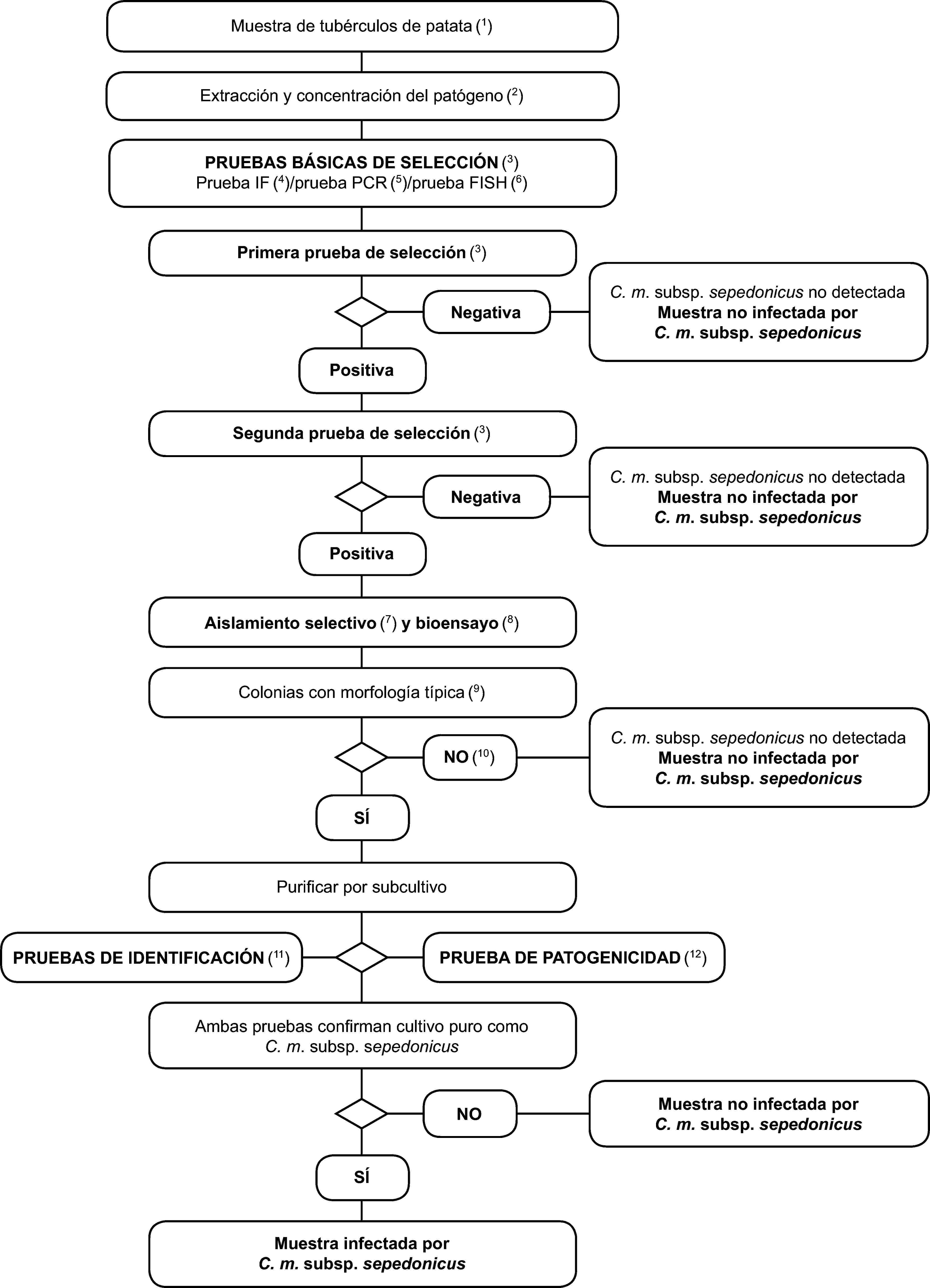 Muestra de tubérculos de patata (1)Extracción y concentración del patógeno (2)PRUEBAS BÁSICAS DE SELECCIÓN (3)Prueba IF (4)/prueba PCR (5)/prueba FISH (6)Primera prueba de selección (3)C. m. subsp. sepedonicus no detectadaMuestra no infectada porC. m. subsp. sepedonicusNegativaPositivaSegunda prueba de selección (3)C. m. subsp. sepedonicus no detectadaMuestra no infectada porC. m. subsp. sepedonicusNegativaPositivaAislamiento selectivo (7) y bioensayo (8)Colonias con morfología típica (9)C. m. subsp. sepedonicus no detectadaMuestra no infectada porC. m. subsp. sepedonicusNO (10)SÍPurificar por subcultivoPRUEBAS DE IDENTIFICACIÓN (11)PRUEBA DE PATOGENICIDAD (12)Ambas pruebas confirman cultivo puro comoC. m. subsp. sepedonicusMuestra no infectada porC. m. subsp. sepedonicusNOSÍMuestra infectada porC. m. subsp. sepedonicus
