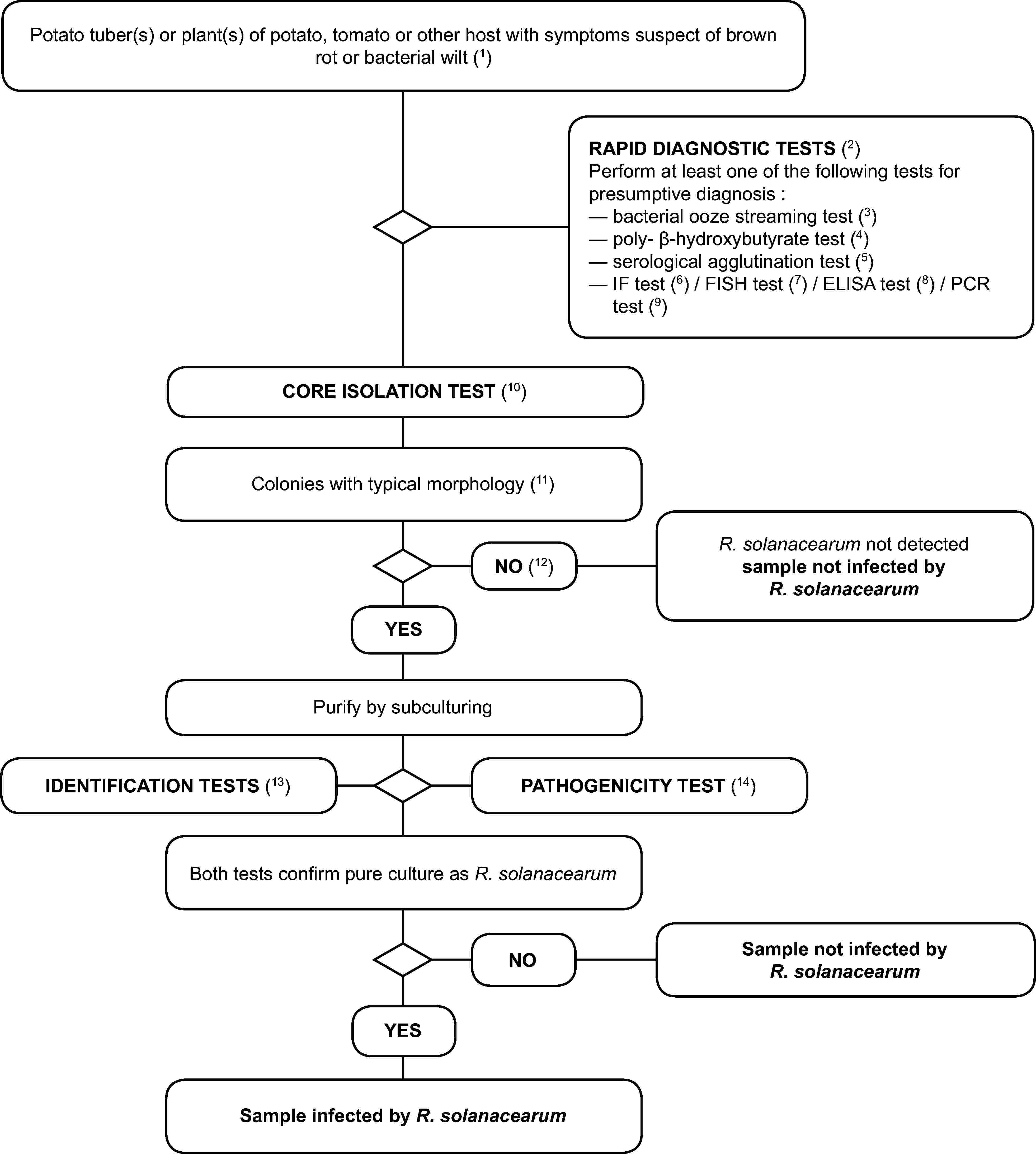 Potato tuber(s) or plant(s) of potato, tomato or other host with symptoms suspect of brown rot or bacterial wilt (1)RAPID DIAGNOSTIC TESTS (2)Perform at least one of the following tests for presumptive diagnosis :bacterial ooze streaming test (3)poly- β-hydroxybutyrate test (4)serological agglutination test (5)IF test (6) / FISH test (7) / ELISA test (8) / PCR test (9)CORE ISOLATION TEST (10)Colonies with typical morphology (11)NO (12)YESR. solanacearum not detectedsample not infected byR. solanacearumPurify by subculturingIDENTIFICATION TESTS (13)PATHOGENICITY TEST (14)Both tests confirm pure culture as R. solanacearumNOYESSample not infected by R. solanacearumSample infected by R. solanacearum