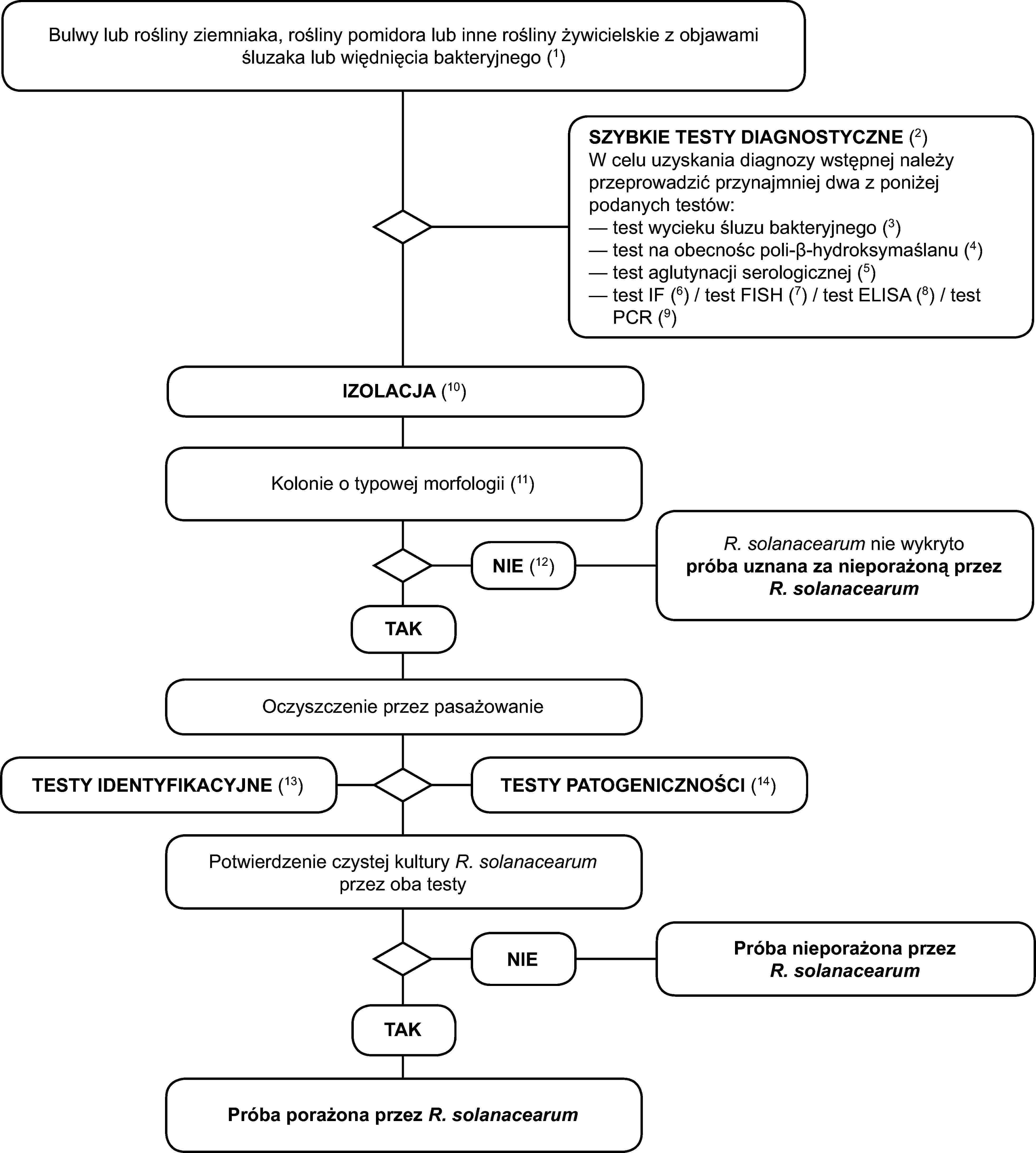 Bulwy lub rośliny ziemniaka, rośliny pomidora lub inne rośliny żywicielskie z objawami śluzaka lub więdnięcia bakteryjnego (1)SZYBKIE TESTY DIAGNOSTYCZNE (2)W celu uzyskania diagnozy wstępnej należy przeprowadzić przynajmniej dwa z poniżej podanych testów:test wycieku śluzu bakteryjnego (3)test na obecnośc poli-β-hydroksymaślanu (4)test aglutynacji serologicznej (5)test IF (6) / test FISH (7) / test ELISA (8) / test PCR (9)IZOLACJA (10)Kolonie o typowej morfologii (11)NIE (12)TAKR. solanacearum nie wykrytopróba uznana za nieporażoną przezR. solanacearumOczyszczenie przez pasażowanieTESTY IDENTYFIKACYJNE (13)TESTY PATOGENICZNOŚCI (14)Potwierdzenie czystej kultury R. solanacearum przez oba testyNIETAKPróba nieporażona przez R. solanacearumPróba porażona przez R. solanacearum