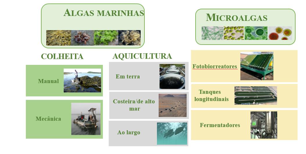 Mercado de algas marinhas podem chegar a R$ 16 trilhões nos