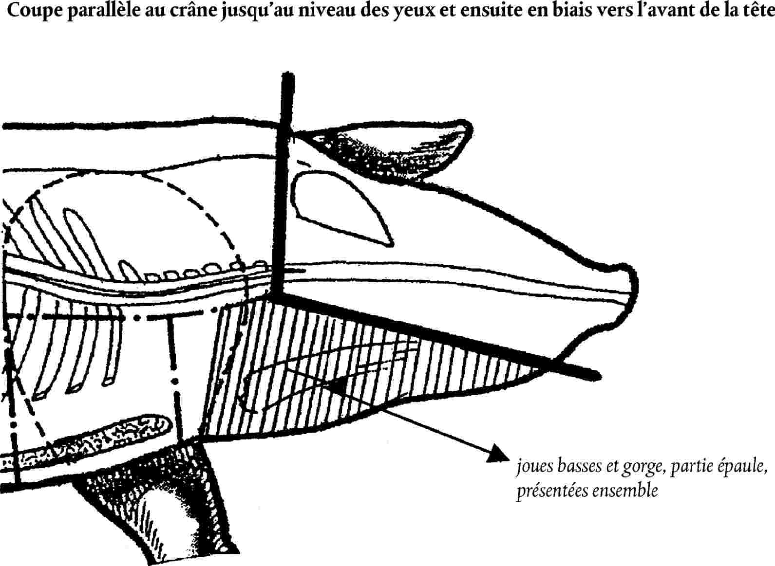 Tectrice : définition et explications