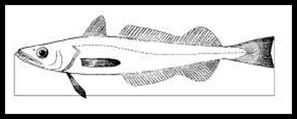 Red de pesca para la captura de peces, 30 metros de largo, malla de 3 cm, 3  capas de trasmallo de pesca con flotadores